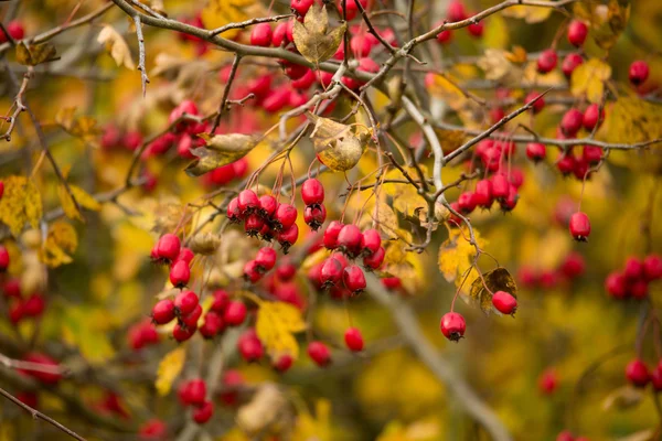 Wild rosehips in nature, beautiful background — Stock Photo, Image