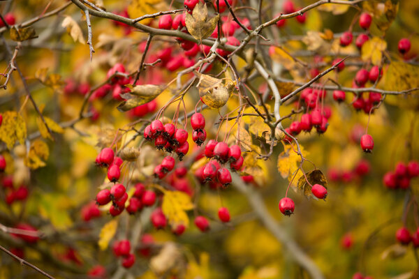 wild rosehips in nature, beautiful background