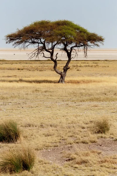Μεγάλο δένδρο ακακία στις πεδιάδες ανοιχτή σαβάνα Αφρική — Φωτογραφία Αρχείου
