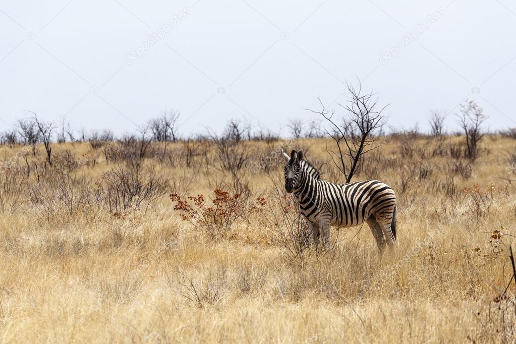 Zebra in african bush