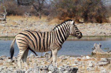 Zebra su birikintisinin üzerinde Afrika Bush