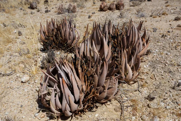Aloe fiorita nel deserto della namibia — Foto Stock