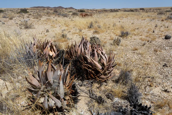 Aloe fiorita nel deserto della namibia — Foto Stock