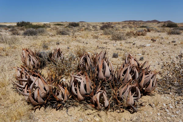 Aloe floreciente en el desierto de namibia — Foto de Stock