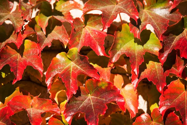Fall Autumn background — Stock Photo, Image