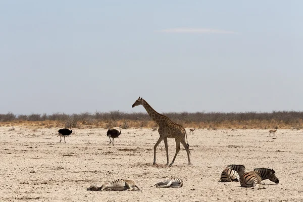 Giraffa camelopardalis a Etosha — Foto Stock
