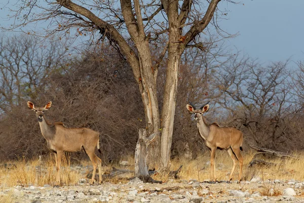 Kudu sürüsü su birikintisinin yolda — Stok fotoğraf