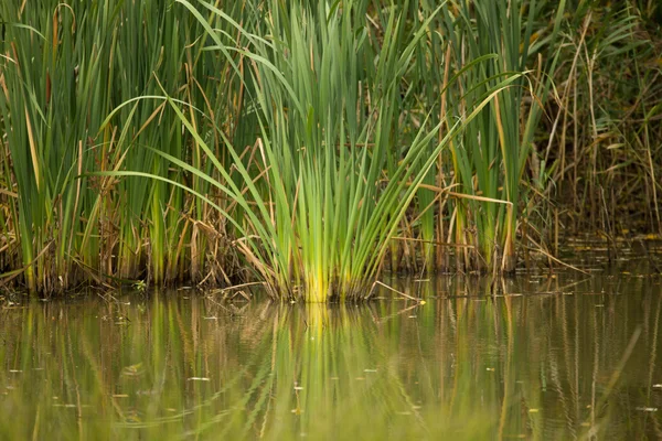 Cañas en el estanque — Foto de Stock