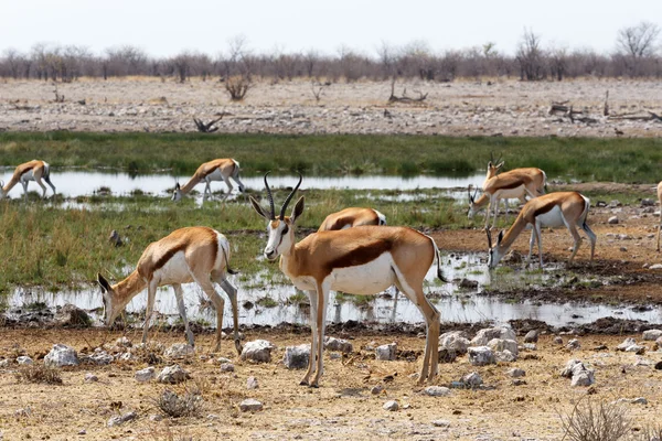 Kawanan springbok di Etosha — Stok Foto