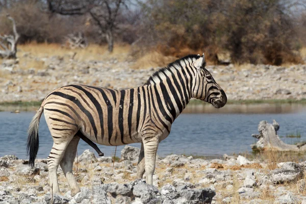 Zebra em arbusto africano no buraco da água — Fotografia de Stock