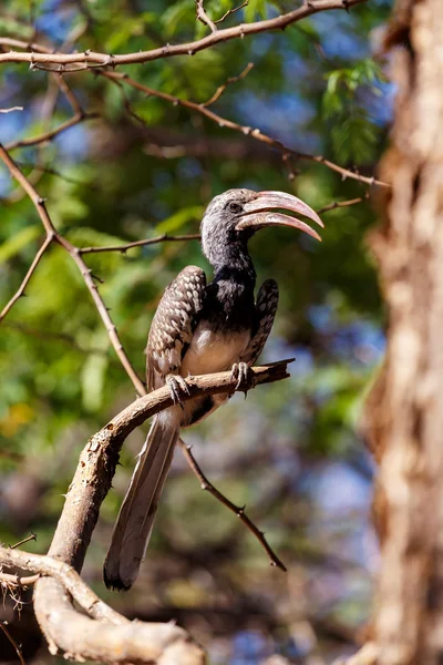 Hornbill de pico amarillo sentado en una rama y descansando — Foto de Stock