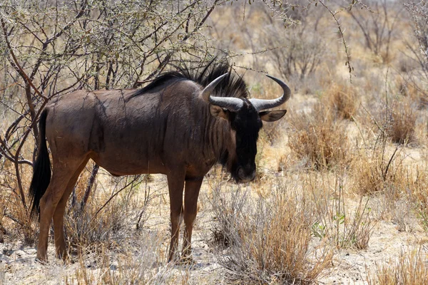 Wild Wildebeest Gnu — Stock Photo, Image