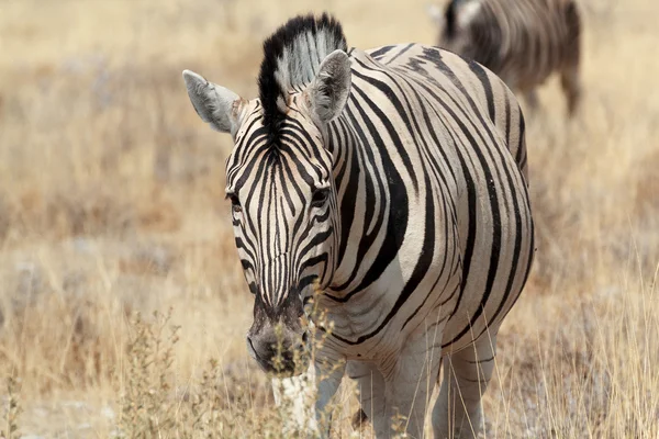 Zebra portrét. Zebra stepní — Stock fotografie