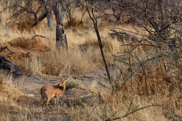 Steenbok, etosha nationalpark, namibia — Stockfoto