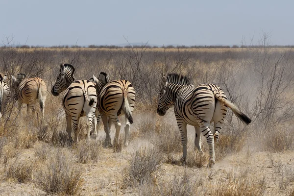 Zèbre dans la brousse africaine — Photo