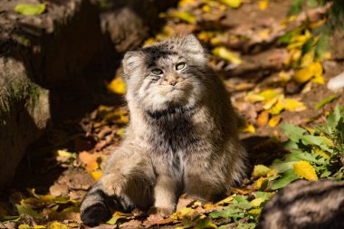 güzel vahşi kedi, Pallas kedisi, Otocolobus manul