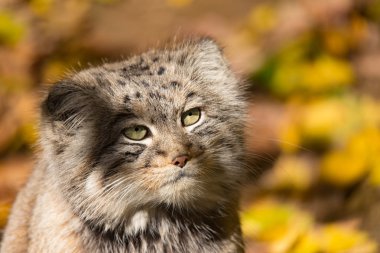 güzel vahşi kedi, Pallas kedisi, Otocolobus manul