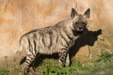 Çizgili sırtlan (Hyaena hyaena)