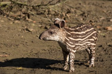 baby of the endangered South American tapir clipart