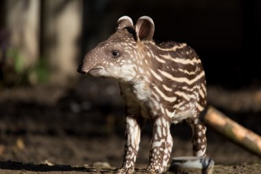 baby of the endangered South American tapir clipart