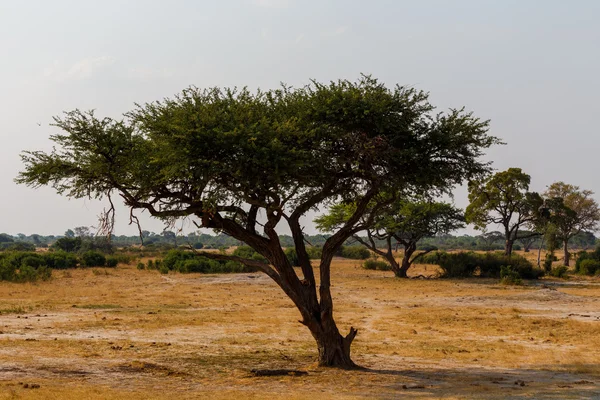 Gran árbol de acacia en las llanuras abiertas de sabana África —  Fotos de Stock