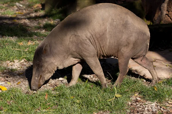 Sulawesi del Norte babirusa — Foto de Stock