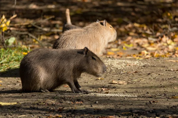 Photo rapprochée de Capybara — Photo