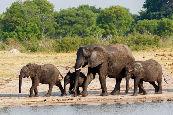 Elefantes africanos bebiendo en un pozo de agua fangoso —  Fotos de Stock