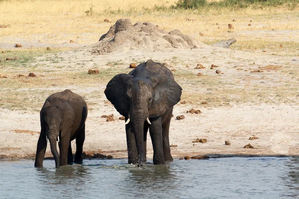 African elephants drinking at a muddy waterhole — Stock Photo, Image