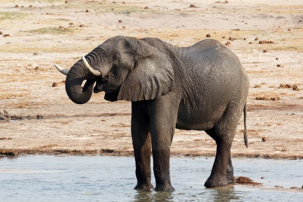 African elephants drinking at a muddy waterhole — Stock Photo, Image