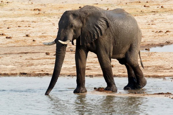 African elephants drinking at a muddy waterhole — Stock Photo, Image