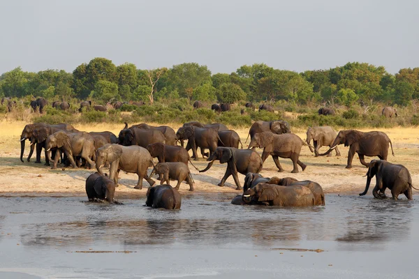 Stado słoni afrykańskich picia w błotnistych waterhole — Zdjęcie stockowe