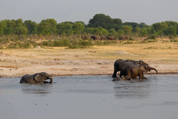 Stado słoni afrykańskich picia w błotnistych waterhole — Zdjęcie stockowe