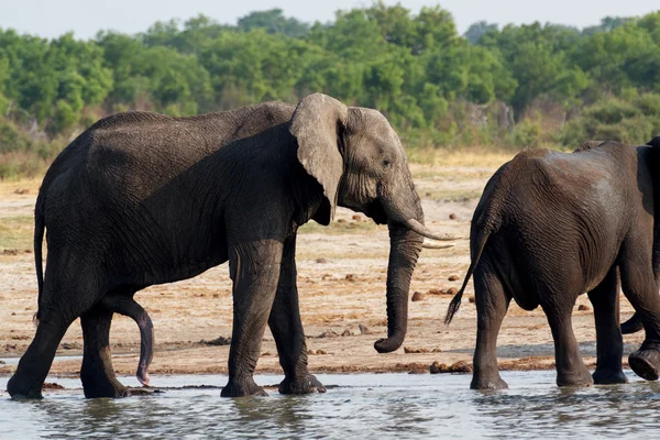 Herd of African elephants drinking at a muddy waterhole — Stock Photo, Image