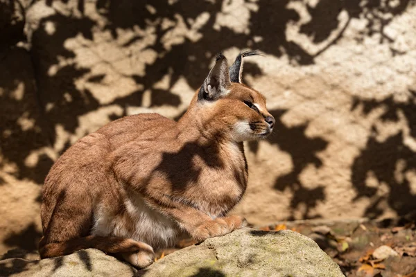 Famille caracale (karakal) dans la nature — Photo