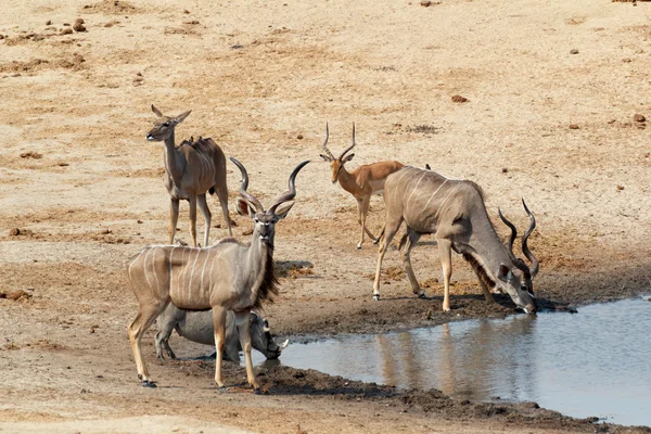 Kudu Antelope bebendo em um buraco de água lamacento — Fotografia de Stock