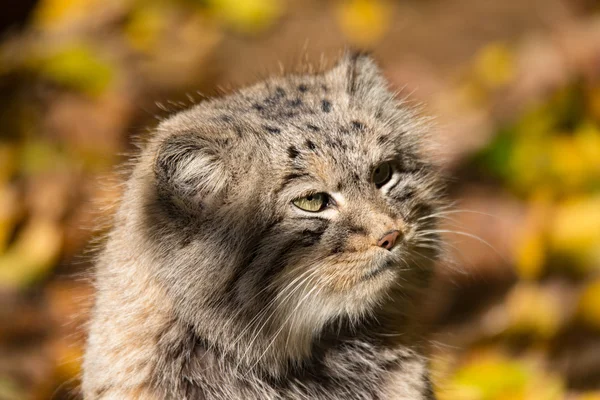Bellissimo gatto selvatico, gatto di Pallade, Otocolobus manul — Foto Stock