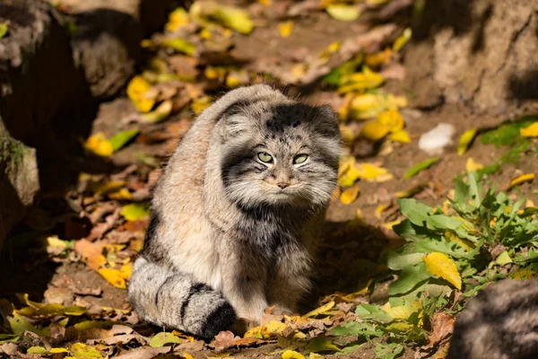 Beautiful wild cat, Pallas's cat, Otocolobus manul — Stock Photo, Image