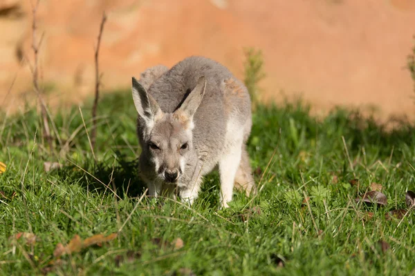 Bonito australiano vermelho canguru — Fotografia de Stock