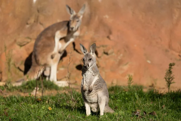 Lindo australiano rojo canguro — Foto de Stock