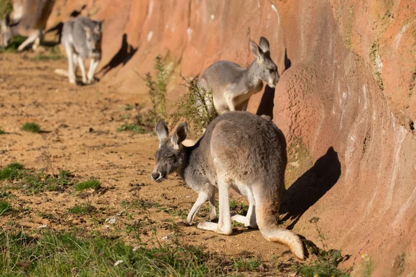 Bonito australiano vermelho canguru — Fotografia de Stock