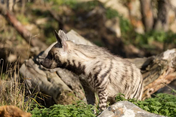 Hiena rayada (Hyaena hyaena) — Foto de Stock