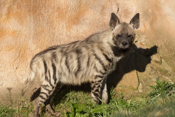 Hiena rayada (Hyaena hyaena) — Foto de Stock