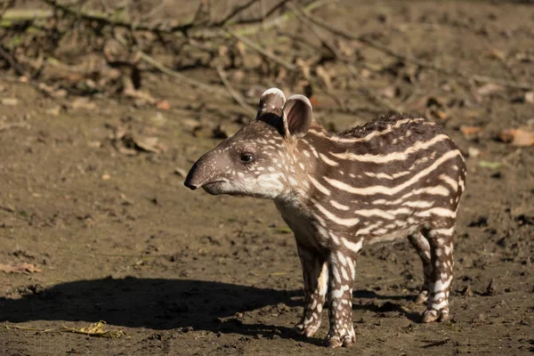 Bayi dari tapir Amerika Selatan yang terancam punah — Stok Foto