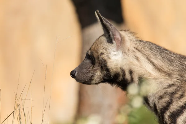 Hiena rayada (Hyaena hyaena) — Foto de Stock