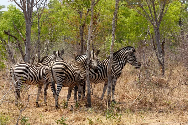 Potro de zebra em arbusto de árvore africana . — Fotografia de Stock