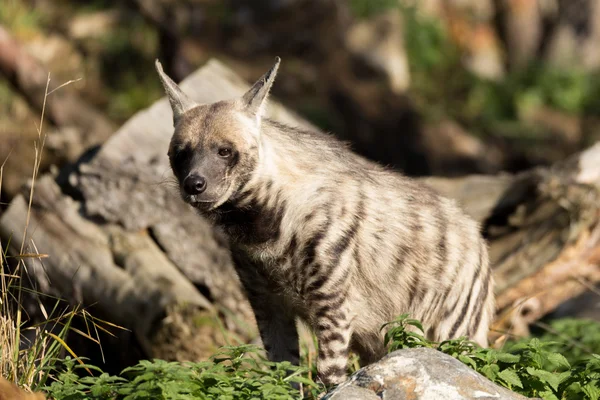 Hiena rayada (Hyaena hyaena) — Foto de Stock