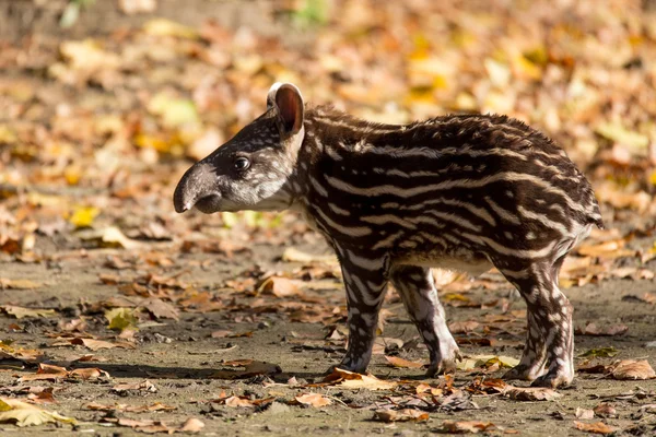 Baby of the endangered South American tapir — Stock Image Baby of the endangered South American tapir Stock Picture