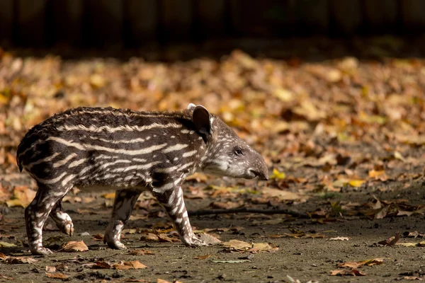 Baby of the endangered South American tapir — Stock Image Baby of the endangered South American tapir Stock Picture
