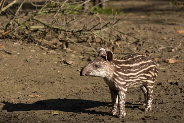 Baby of the endangered South American tapir — Stock Image Baby of the endangered South American tapir Stock Photo